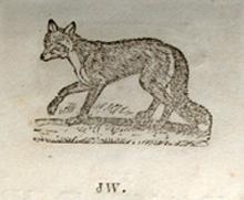 Tsula, Fox, from the Cherokee Primer 1845.  Blackfox is a different word, Inoli.