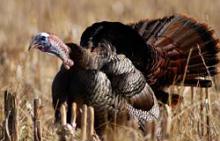 Eastern wild turkey from the National Wild Turkey Federation