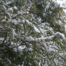 Snow on cedar tree, photo by Barbara Duncan