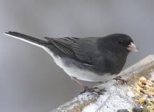 The Appalachian junco also called the snowbird, for which this Cherokee Community is named: Tutiyi.  Photo by Christopher L. Wood.