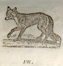 Tsula, Fox, from the Cherokee Primer 1845.  Blackfox is a different word, Inoli.