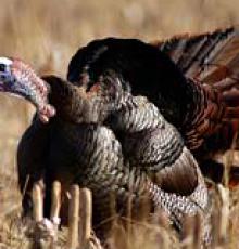 Eastern wild turkey from the National Wild Turkey Federation