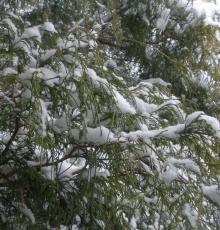 Snow on cedar tree, photo by Barbara Duncan