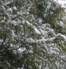 Snow on cedar tree, photo by Barbara Duncan