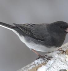 The Appalachian junco also called the snowbird, for which this Cherokee Community is named: Tutiyi.  Photo by Christopher L. Wood.